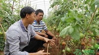 沧源县坝卡村蔬菜产业助农增收 实现产值258万元