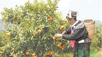 产业发展富民 民族团结暖心
