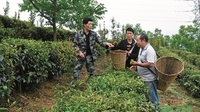 怒江泸水市瓦姑村：“三棵树”绿了山川富了民