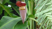路边的彝家美味——芭蕉花