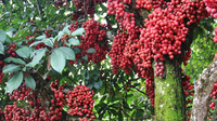 江城三丫果节酸甜来袭，你心动没？