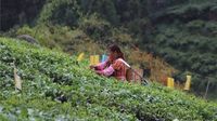 千年古茶树 梁河极品好茶等你来尝