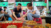 云南野生菌有多繁荣：129县2729个大型菌种！