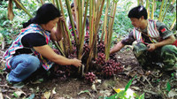 怒江州草果种植面积达103万亩，成全国最大种植基地