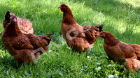 自然美食科普：你知道土鸡的营养价值吗？