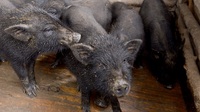 冬瓜猪肉质特点