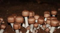 姬松茸进入全面采摘期