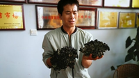 干巴菌近亲“簇扇菌”现身市场