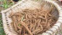 云南：严禁擅自加工食用草乌、附子等毒性中药材