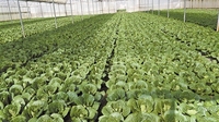 盘江蔬菜29个品种获无公害认证