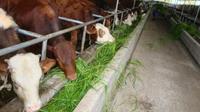 龙陵肉牛养殖“牛气”冲天