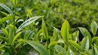 用心泡好云南“两杯茶”