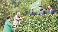 普洱打造“立体生态茶园”示范区