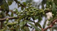 鲁甸青花椒走俏市场 签订5亿元订单
