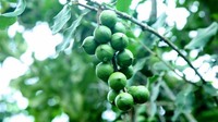 江城打造全球最大的澳洲坚果单体连片种植基地