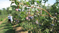 永善打造万亩高原蓝莓基地