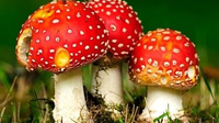 揭秘鹅膏属蘑菇如何成为“毒王”