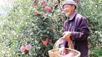 鲁甸将举办首届苹果文化旅游节