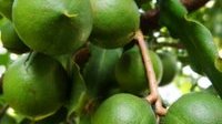 江城种植澳洲坚果18万亩  未来将助力江城群众脱贫