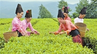 梁河“回龙茶”蕴藏千年茶文化