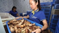 野生菌旺销势头不减 松茸刚收尾松露又上市