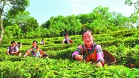 “勐海普洱茶”荣登农业区域制造领域榜首
