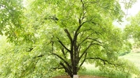 中山百年核桃老树，被楚雄州列为古树保护名录