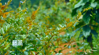 红河县藤茶种植成绩喜人
