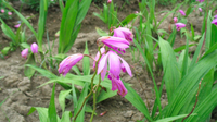 娜姑镇有个全省最大白芨种植基地