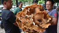 27公斤重巨无霸野生菌在景东县“出没”！