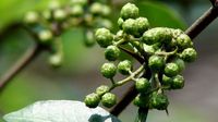 双柏县龙头带动“椒”香远 花椒种植面积达9万亩