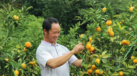 云南红河金平县马鞍底乡：青山绿水结好果