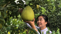 瑞丽弄岛第三届柚子节甜美开幕