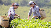 门票免费！第十四届昆明国际农博会10月启幕