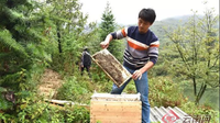 云南镇雄：“甜蜜”事业助力脱贫攻坚初显成效