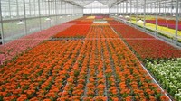 昆明将建国际花卉产业创新研究院