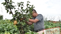 茨营富硒梨挂果