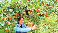 马龙“歪苹果”品牌效应呈现