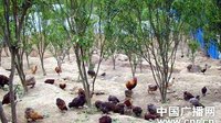 “镇沅瓢鸡文化节”汇聚八方来客