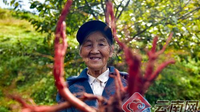南涧白云：小中药带来大产业