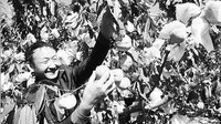 富民白石岩 冬桃成熟时