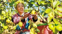 罗平产柠檬进入丰收季