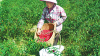 易门县西山村辣椒红了
