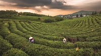 马鞍山生态茶园魅力无限