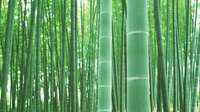 大关 荣获“中国筇竹之乡”称号