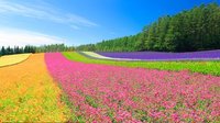 春城鲜花将在南宁绽放