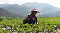 香格里拉迎来当归丰收