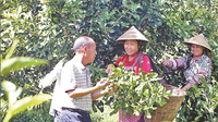 临沧澳洲坚果长成“摇钱树”