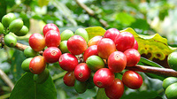 普洱咖啡种植历史