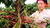 普洱小粒咖啡的栽培技术